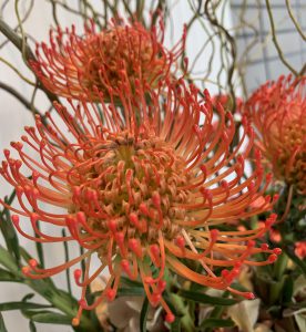 今週のお花だより 株式会社アダマック 今週のお花だより 株式会社アダマック
